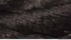 Photo Textures of Animal Skin